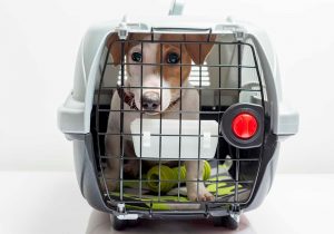 ef acompanhe nosso blog post